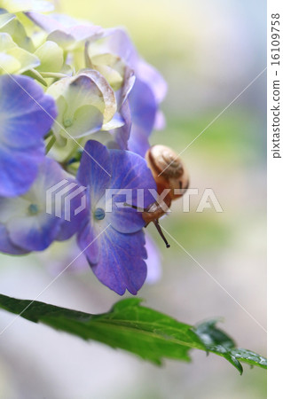 Hydrangea 484 Hydrangea 484 16109758