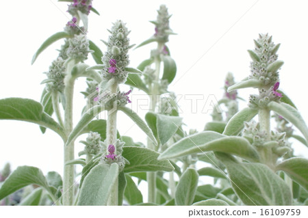 Rumzuya Rumzuya 16109759