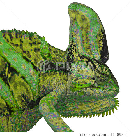 chameleon or calyptratus  on white background 16109831