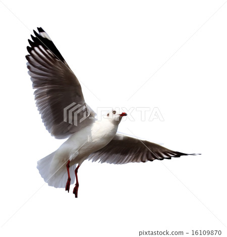 flying seagull on white background 16109870