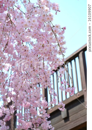 Shodare cherry tree 16109907