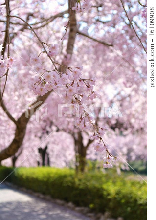 Shodare cherry tree 16109908