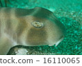 Cat shark 16110065