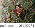 Yamadori 16110071