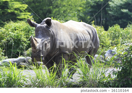 Rhino 16110164