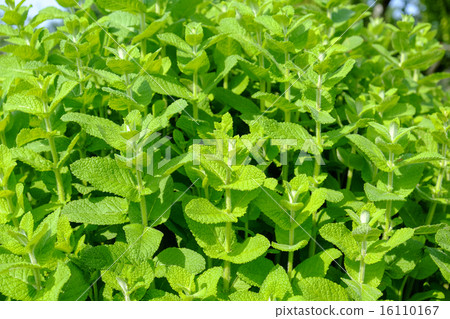 Lemon balm 16110167
