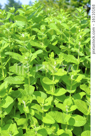 Lemon balm Lemon balm 16110168