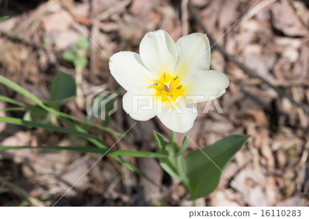  White flower 16110283