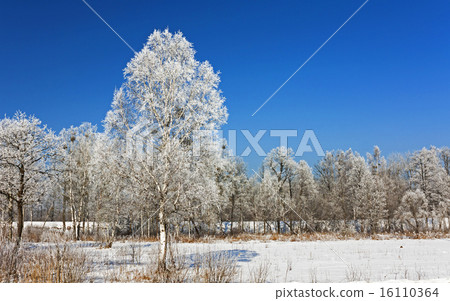 trees in the winter   16110364