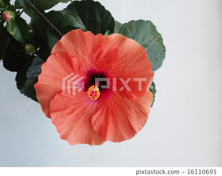Hibiscus Adonis Mango Stock Photo