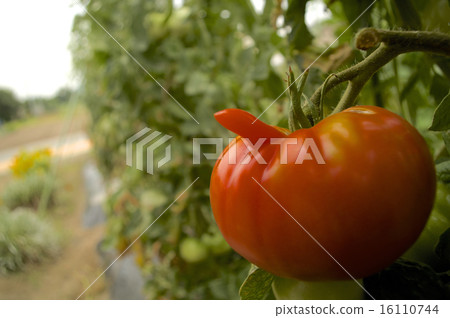 Fun Tomato 16110744