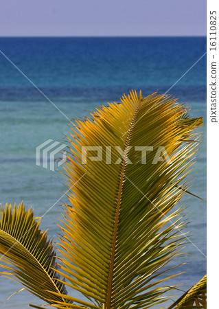 palm and sea palm and sea 16110825