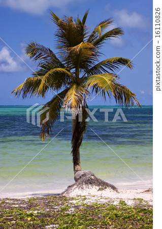 palm in the wind in the blue lagoon palm in the wind in the blue lagoon 16110826