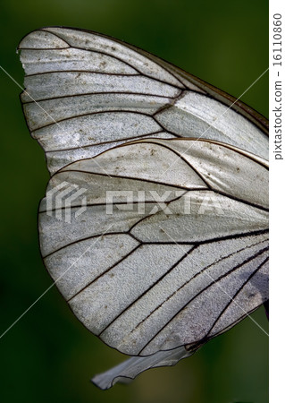 wing of a  butterfly and his line 16110860