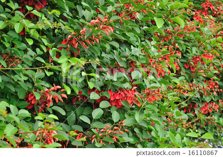 Maruwa梯（Maruba Iko）對沖 16110867