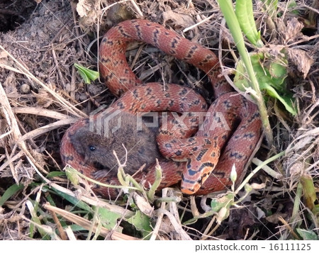 Young snake jim gripped cat 16111125