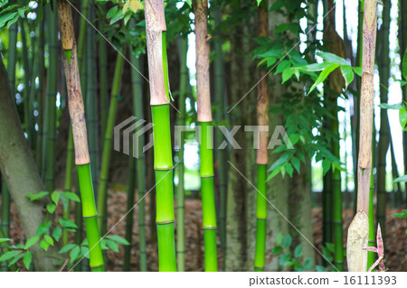 Wakutake · · · 1 Wakutake · · · 1 16111393