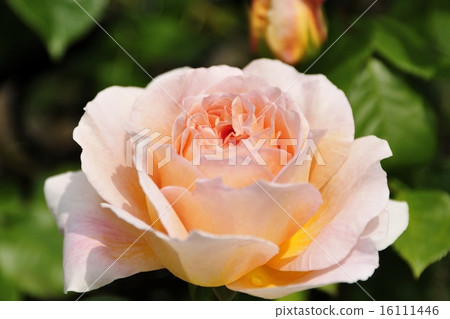 Roses (Abraham derby) Roses (Abraham derby) 16111446