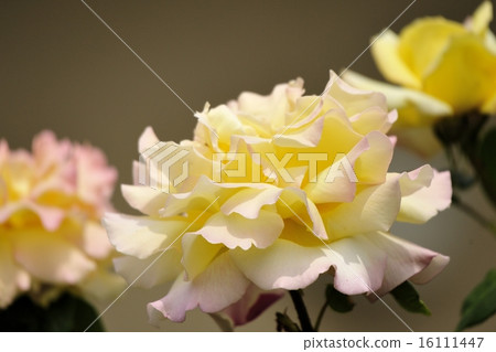 Rose (Piece) 16111447