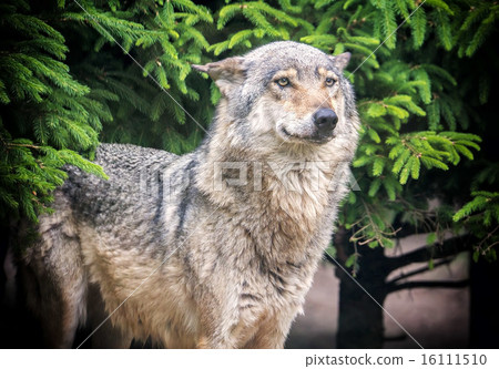 European wolf in forest 16111510