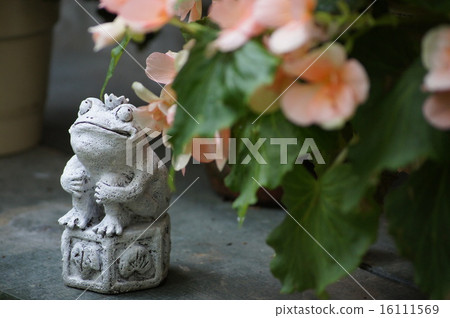 Begonia and a frog 16111569