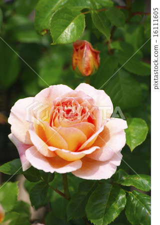 Roses (Sahara 98) 16111605