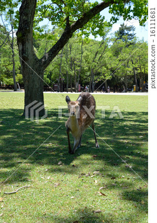 Nara Park Deer 16111681