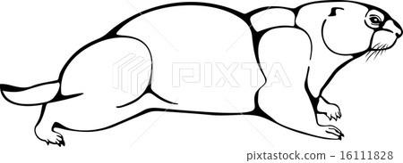 Bobak marmot Bobak marmot 16111828