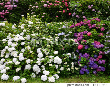 Hydrangea multicolored 16111958