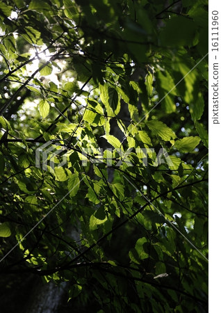 Leaves transparent to backlight 16111960