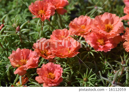 Matsuba button 16112059