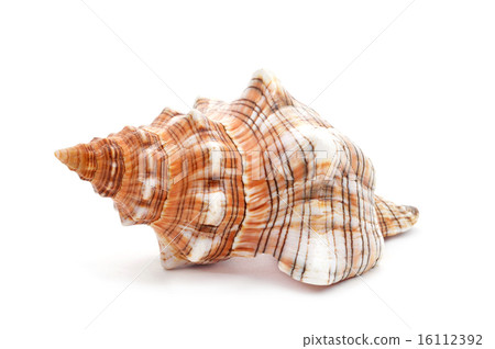 conch on a white background conch on a white background 16112392