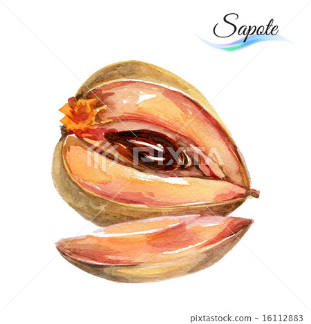 Sapote Sapote 16112883