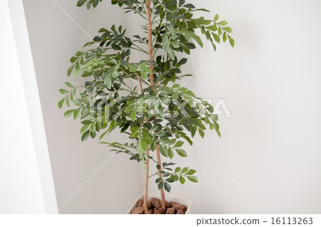 foliage plant, planting tree, imitation flower 16113263