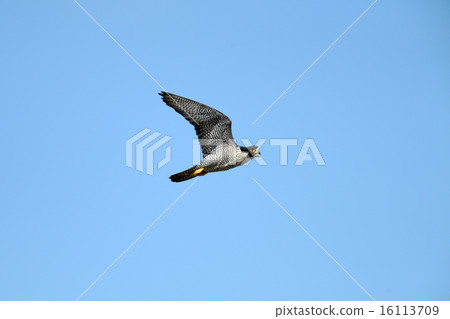 Falcon 16113709