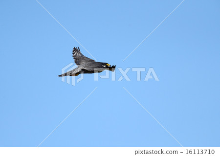 Falcon 16113710