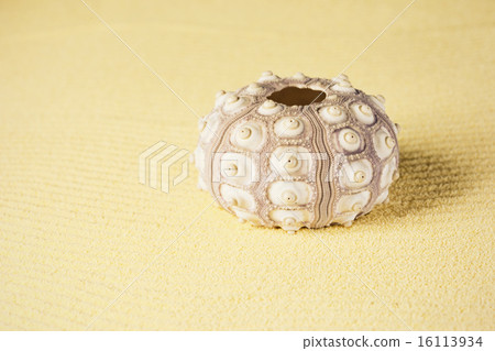 Exoskeleton of sea urchin on sand 16113934