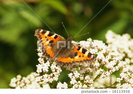 Aglais urticae - butterfly Aglais urticae - butterfly 16113938
