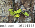 Fern on Tree 16114348