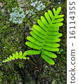 Fern on Tree 16114355