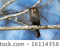 Red Winged Blackbird 16114358