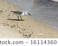 Semipalmated Sandpiper 16114360