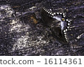 Spice Bush Butterfly 16114361