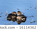 Red Headed Ducks 16114362