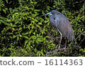 Tricolored Heron 16114363