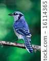 Blue Jay 16114365