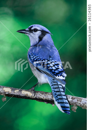 Blue Jay 16114365