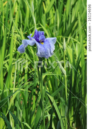Colorful irises and buds of Horikiri iris garden 16114696