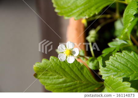 Wild strawberry flowers 16114873