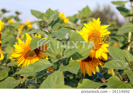 Sunflower field 16114892